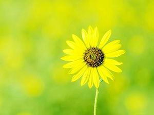Beautiful yellow flower PPT background picture