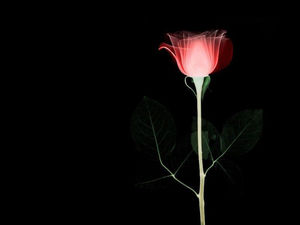 Imagem de fundo PPT de rosas no meio da noite