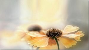 Imaginea de fundal a diapozitivului de flori sub lumina fundalului elegant