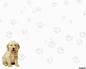 Labrador Retriever Powerpoint