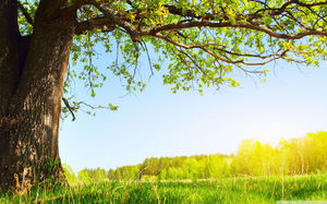 Gambar latar belakang slide pohon besar di bawah sinar matahari yang hangat