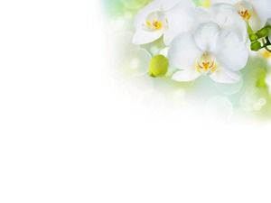 Elegante imagen de fondo de diapositiva de phalaenopsis blanco descargar