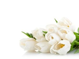 Two white tulips PowerPoint background picture download