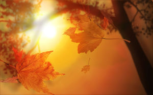 秋の風の夕日の下でメープルリーフPPT背景画像