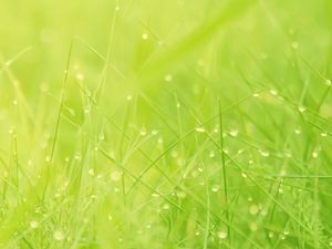 Light green grass PowerPoint background picture