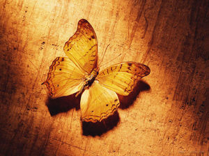 Image d'arrière-plan PPT de papillon flétri sur planche de bois
