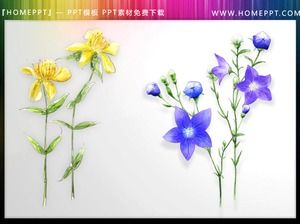Bir dizi güzel suluboya çiçek PPT çizimler