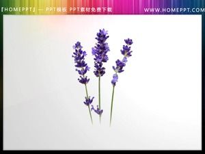 A set of beautiful transparent plant PPT material