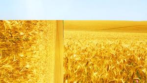The wheat wave blown by the wind PPT animation download