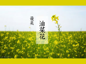 Rape blossoms come in spring-the most beautiful rape blossom ppt template