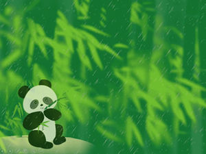 Panda makan rebung musim semi setelah template ppt hujan-panda