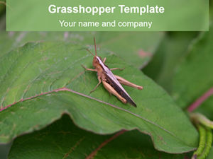 Locust close-up-insect ppt template