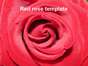 Red and white rose close-up background ppt template