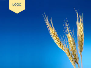 Modelo de ppt de foto de orelha de trigo com fundo azul