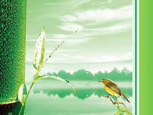 Птица и бамбук светло-зеленый освежающий широкоформатный шаблон ppt
