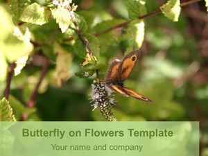 Motyl zbierający kwiaty naturalny szablon ppt.ppt