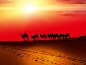 Modello ppt squadra di cammelli del deserto