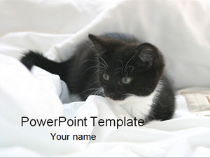 귀여운 고양이 PPT 템플릿