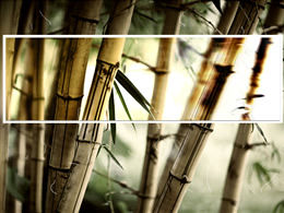 Template Pemandangan Alam Bambu Yang Menyenangkan