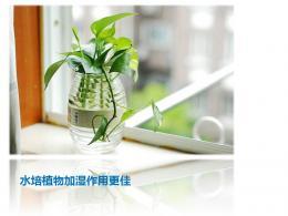Application and introduction of indoor potted plants ppt template