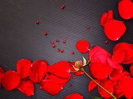 Piękne płatki róż na czarnym tle szablon ppt