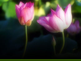 Lotus in the pond ppt template