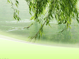 Weeping willows blowing through the flowing water-spring nature ppt template