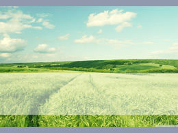 The endless green wheat field natural ppt template