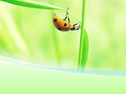 Ladybug on green leaf PPT natural template