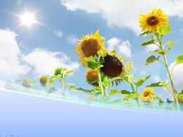 Słoneczniki pod błękitnym niebem i słońcem naturalny szablon ppt
