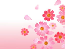 13 gambar latar belakang PPT bunga indah