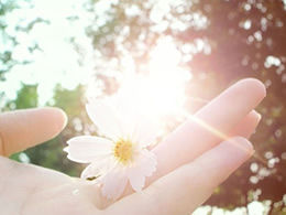 24 beautiful flowers PPT background picture download