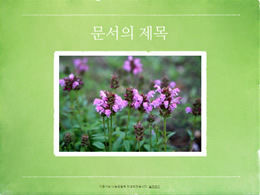 Güney Kore yeşil doğal manzara fotoğraf albümü ppt şablonu