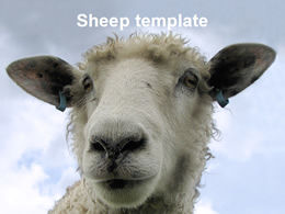 Little sheep ppt template