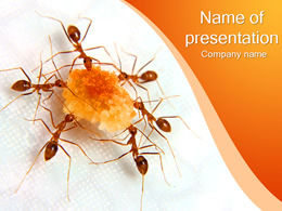Le formiche condividono il modello animale cibo-PPT
