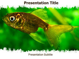 Animal-fish ppt template