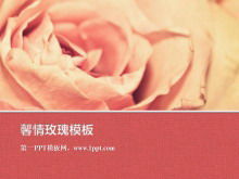 Pianta il modello di presentazione con sfondo rosa romantico fiore di rosa
