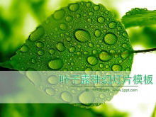Plant slideshow template with fresh green leaves and water drops background