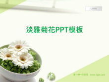 Fresh and elegant chrysanthemum background plant slide template