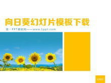 Templat PowerPoint Tanaman Latar Belakang Bunga Matahari