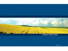 Download del modello PPT aziendale di sfondo del campo di grano