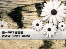 Chrysanthemum wood board background PPT template