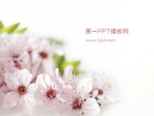 Download template slide tanaman latar belakang bunga persik merah muda