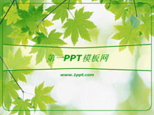 Green maple leaf background PPT template download