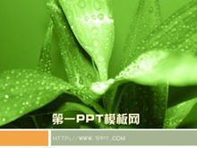 Зеленое растение фон скачать шаблон PPT