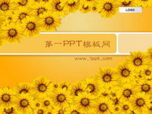 Sunflower background PPT template download