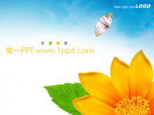 Exquisite flowers butterfly background PPT template download