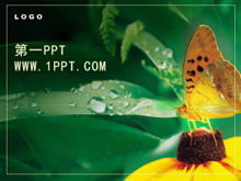 精美的蝴蝶花朵PPT模板下載