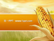The joy of harvest corn background PPT template