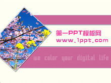 Pink peach blossom background PPT template download